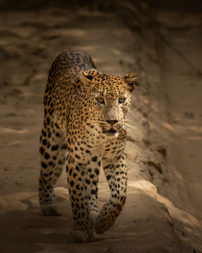 The Majesty of the Leopard Queen