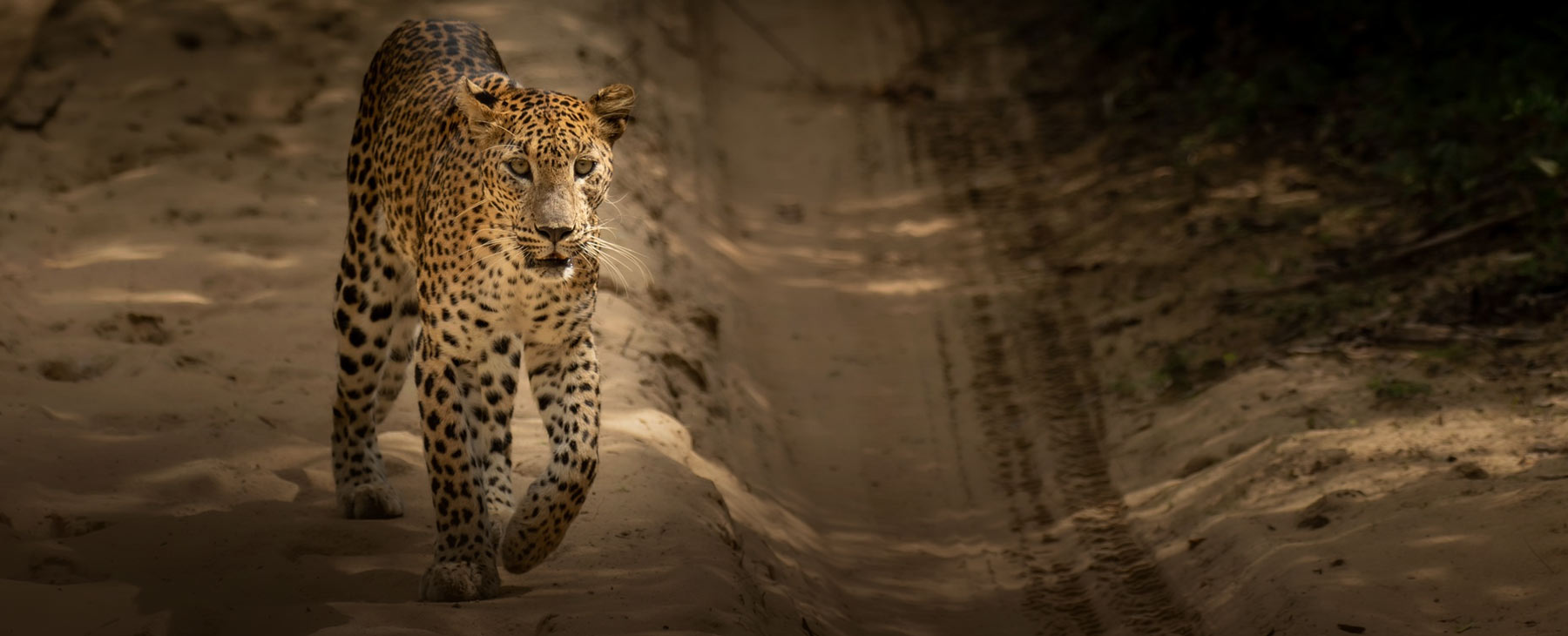 The Majesty of the Leopard Queen