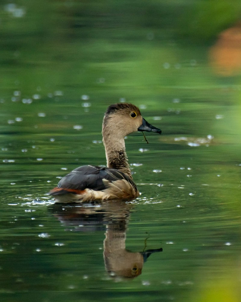 Gliding Through the Water