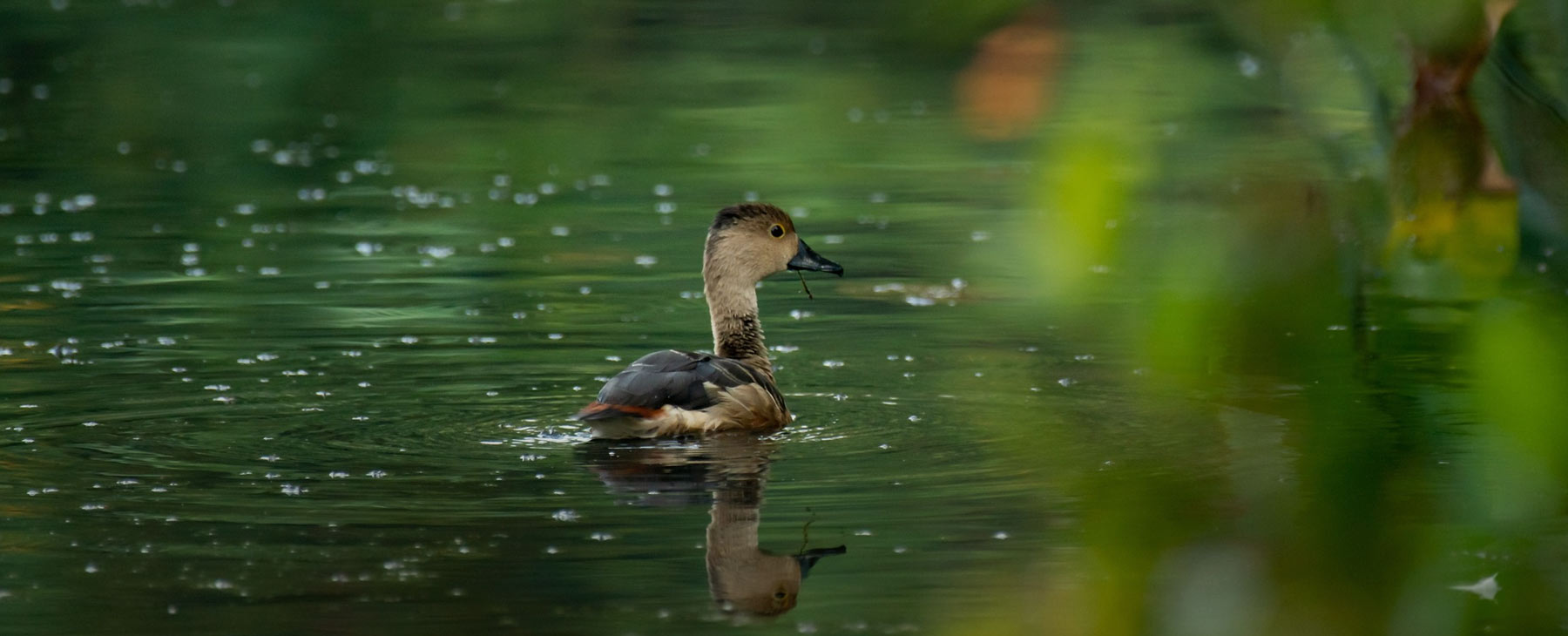 Gliding Through the Water