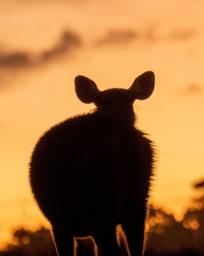 Sambar at Sunset