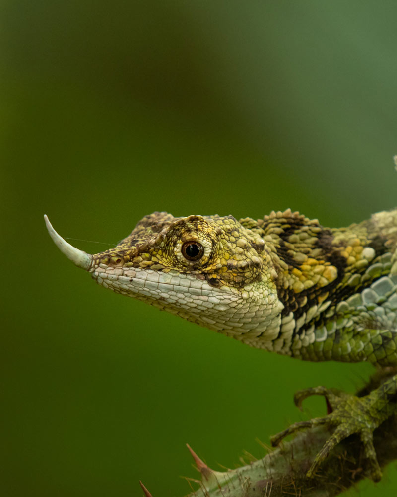 horton-lizard-mobile_slider