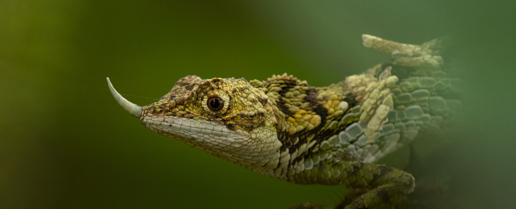 horton-lizard-mobile_slider