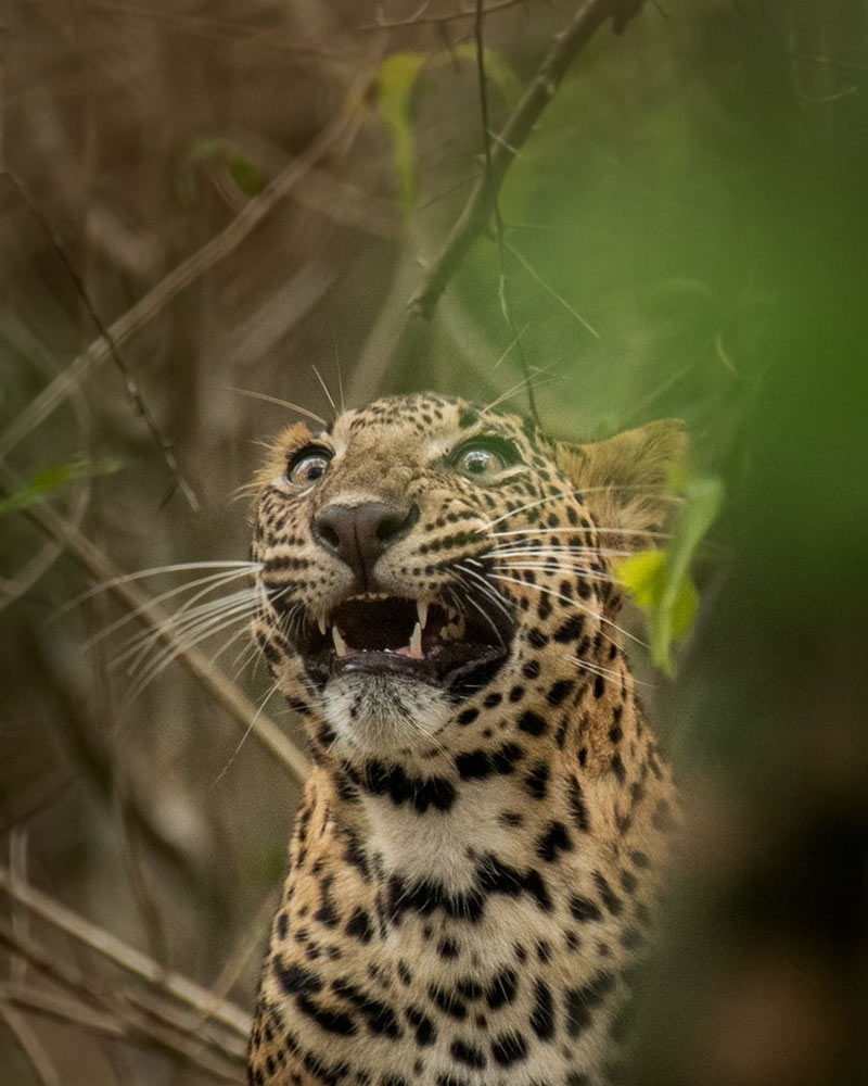 A Roar that Echoes in the Wilderness