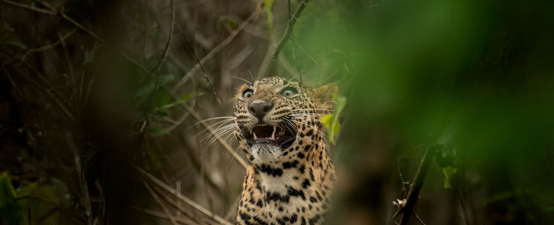 A Roar that Echoes in the Wilderness